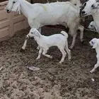 معزا بيشيات متاومات ولد 2 معها 4