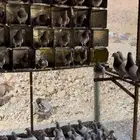 حمام