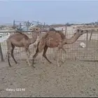 بكره و قعود