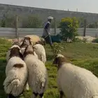 ذبايح خرفان نعيم جذع بلدي بري فل نظاف