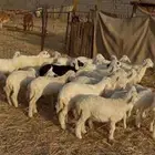 أعرض لكم طليان ورخال حري بهم تربية السعر من 680 جمله