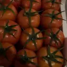 بيوت محمية (طماطم-خيار)