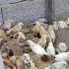 صوص بلدي للبيع