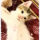 قطه للتبني في جده صغيره