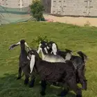 تيوس عوارض لباني فل نظاف