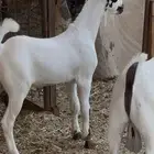 تيوس مشاريع فحول بيشيات صنف من مراح معروف