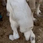 طلي حري داغور طرف وشعره