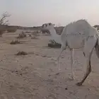 بكره باتليه كفو للبيع