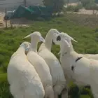 ذبائح حري هرفي بلدي بري فل نظاف