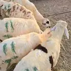 طليان سواكن بيض ترابي