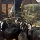 ذبائح تيوس عوارض بلدي بري فل نظاف