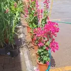 اشجار ونخل توريد وتركيب