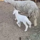 نعجه سديس خلفه