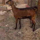 عنز محايليه بقاي حليب مضروبه
