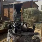 ذبايح تيوس عوارض فل