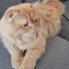 قط لتبني ذكر