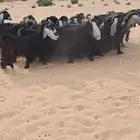 للبيع مراح معزا عواارض فواااخر العدد 24بالفحل معزا شعره وجرو