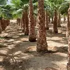نخل وشنطني زينه أمريكي ونخل عربي مثمر درجه ممتازه