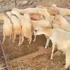 رخال تربيه محايل عسير