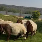 خرفان نعيم وسط بري فل