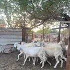 ضان حريات دفيع ومضاريع