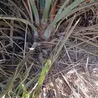 شموله وا حوشانه فسائل منتجه