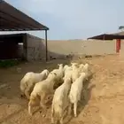 رخال وطليان حريه محايل عسير