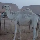 ناقه لقحه