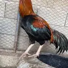 الطائف حي الرميده