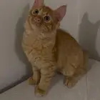 قط لتبني