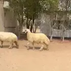 فحل عربي ابيض مكحل