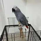 ببغاء كاسكو