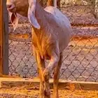 جفره هنديه بيور صنف