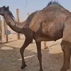 للبيع بكره طيبه وسمين الموقع الخرج