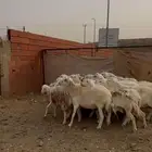 غنم مراح للبيع