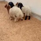 طليان نعيم الرياض حي الشفاء أي مكان نوصل فيه ذبح باقي ثلاثه