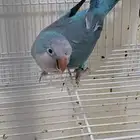 ذكر كويكر منتج