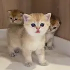 قطط سكوتش