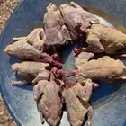 حمام فرنسي عرض يوم الجمعة