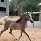مهره شعبيه عربيه