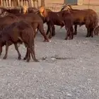 سوواكن حمرييات ذبايح مناسبات مقفلة شحم