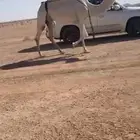 للبيع الضروبه