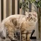 قطوه للتبني نص شيرازي   نص همالايا