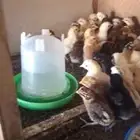 صوص بلدي