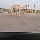 ناقه دس في حليب مبيوع ولدها ما جاء شهر سنه سديس السوم 5500
