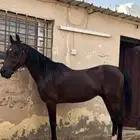 حصان احمر شعبي عمر 6 سنوات