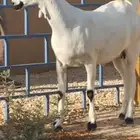 جفرة بيشية
