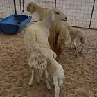 خلفات ثنيه ورباع