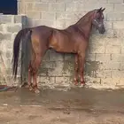 فرس شعبيه فاخره