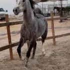 مهر شعبي شيخ